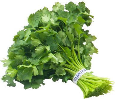 Coriander - 1 Bunch